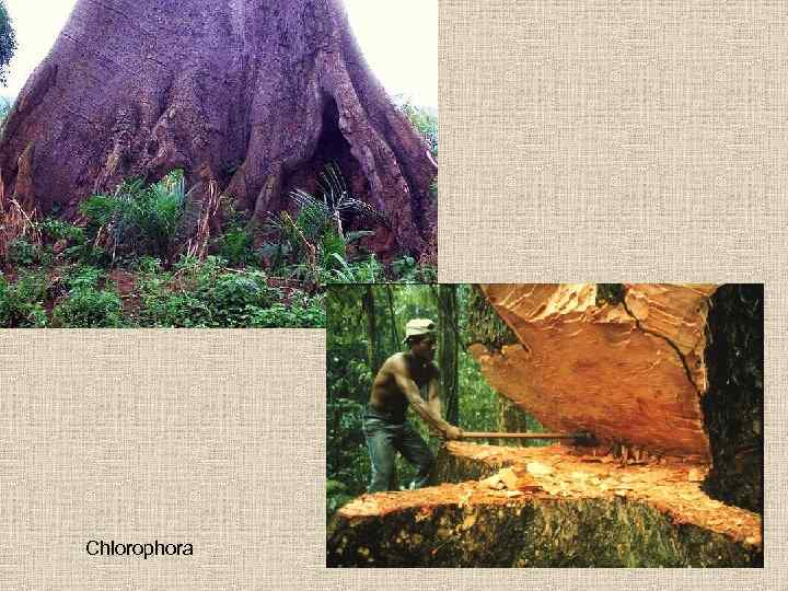 Chlorophora 