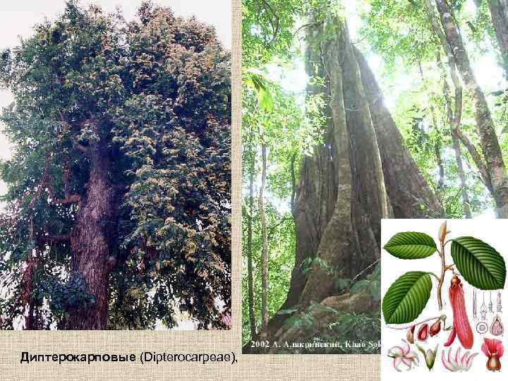 Диптерокарповые (Dipterocarpeae), 