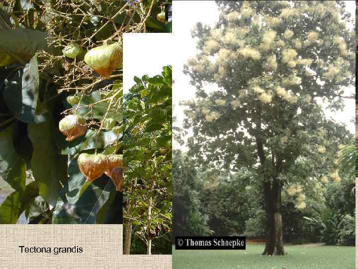 Tectona grandis 