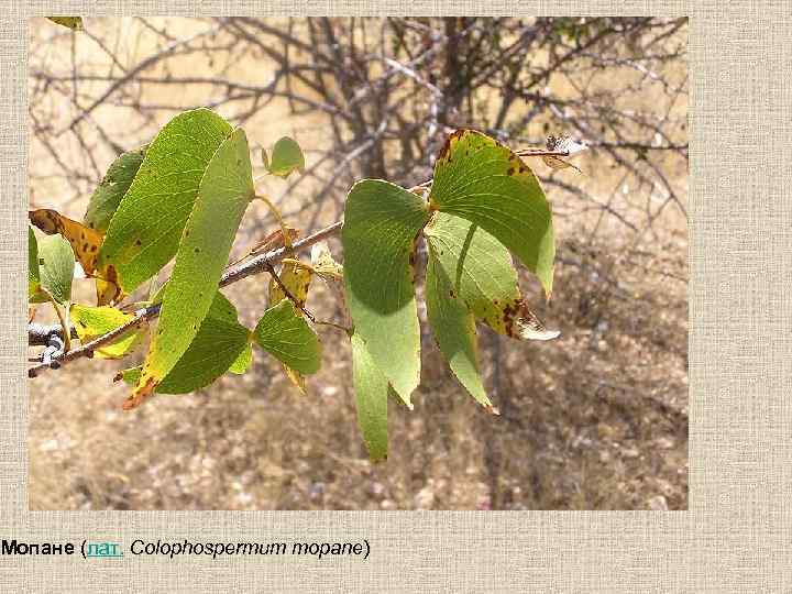 Мопане (лат. Colophospermum mopane) 