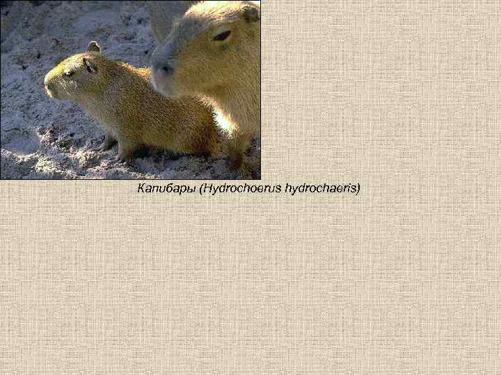 Капибары (Hydrochoerus hydrochaeris) 
