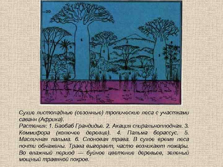 Стрелками укажите районы произрастания растений нарисованных на картинках пальма и лиана баобаб