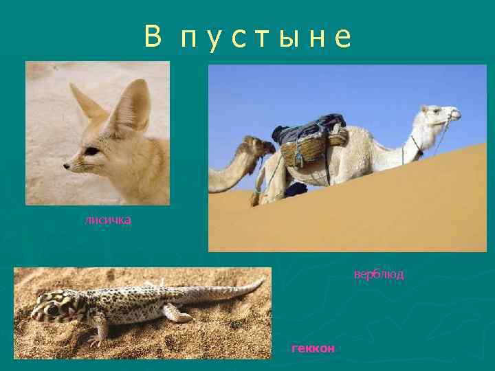 В пустыне лисичка верблюд геккон 