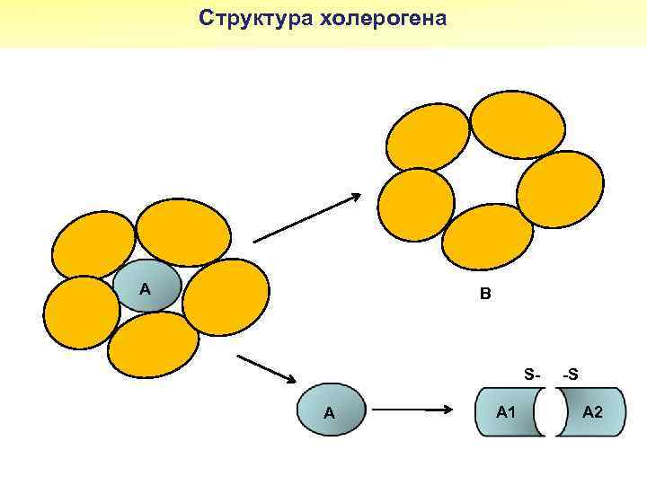 Структура холерогена А В S- -S А А 1 А 2 