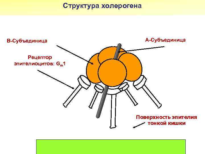 Структура холерогена В-Субъединица А-Субъединица Рецептор эпителиоцитов: Gm 1 Поверхность эпителия тонкой кишки 