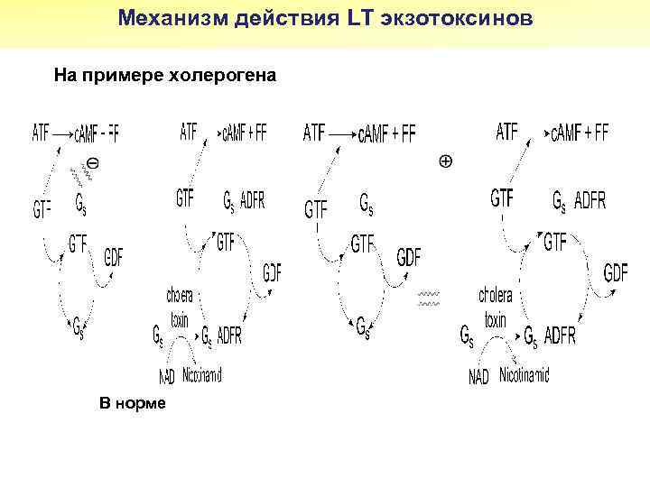 Механизм действия LT экзотоксинов На примере холерогена В норме 