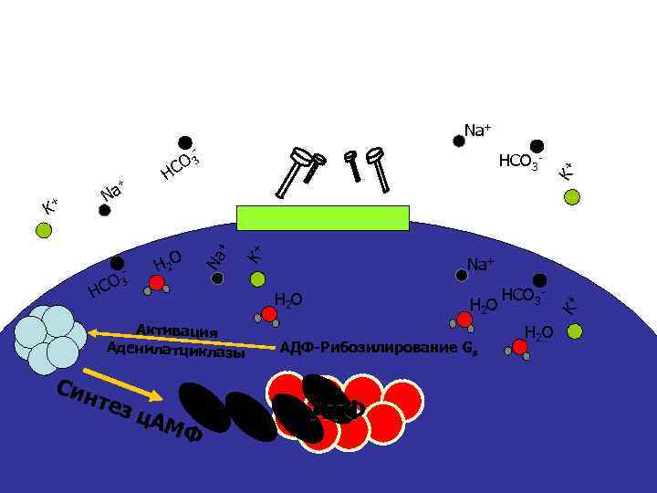 О 3 НС H 2 O Активация Аденилатциклазы Син Na+ тез ц АМ Ф