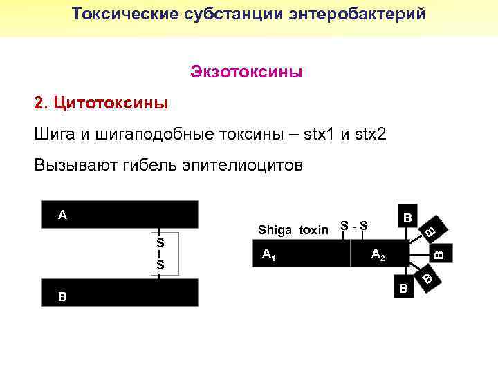 Токсические субстанции энтеробактерий Экзотоксины 2. Цитотоксины Шига и шигаподобные токсины – stx 1 и
