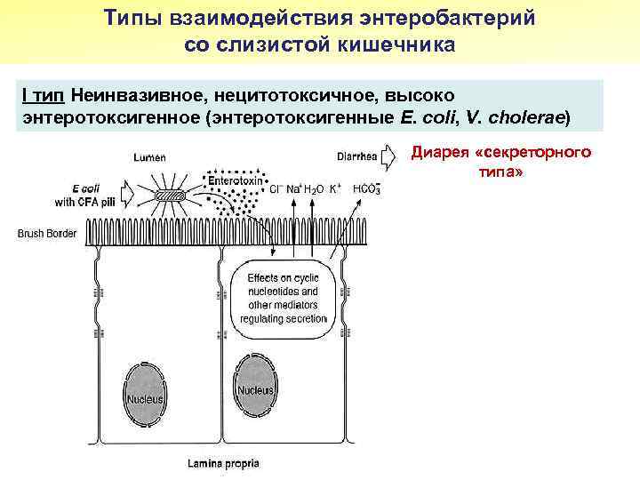 Типы взаимодействия энтеробактерий со слизистой кишечника I тип Неинвазивное, нецитотоксичное, высоко энтеротоксигенное (энтеротоксигенные E.