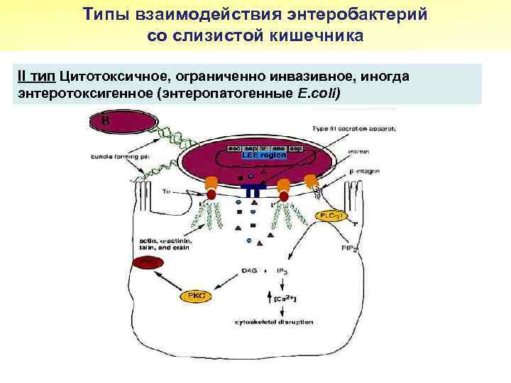 Типы взаимодействия энтеробактерий со слизистой кишечника II тип Цитотоксичное, ограниченно инвазивное, иногда энтеротоксигенное (энтеропатогенные
