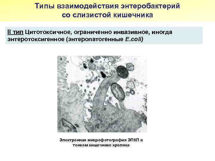 Типы взаимодействия энтеробактерий со слизистой кишечника II тип Цитотоксичное, ограниченно инвазивное, иногда энтеротоксигенное (энтеропатогенные