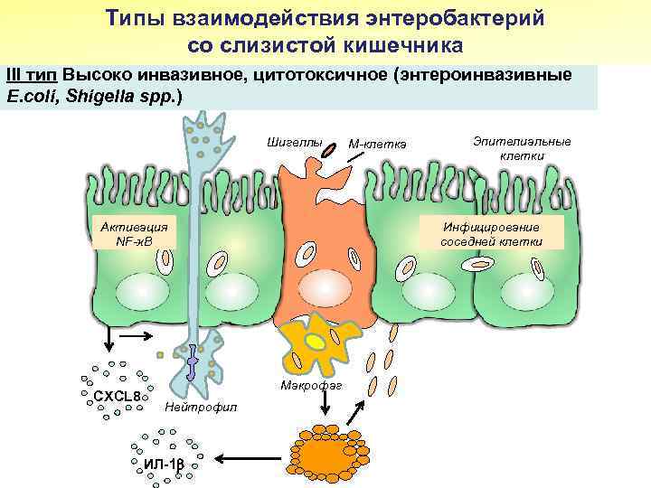 Типы взаимодействия энтеробактерий со слизистой кишечника III тип Высоко инвазивное, цитотоксичное (энтероинвазивные E. coli,