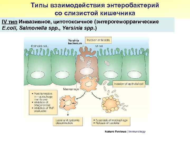 Типы взаимодействия энтеробактерий со слизистой кишечника IV тип Инвазивное, цитотоксичное (энтерогеморрагические E. coli, Salmonella