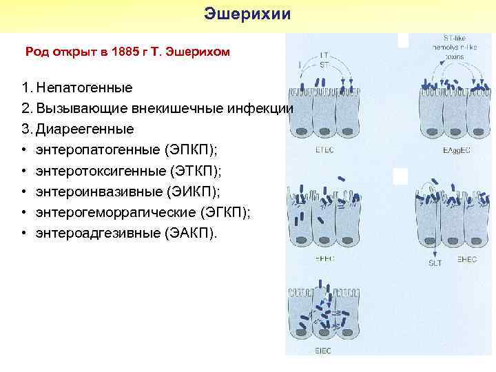 Эшерихии Род открыт в 1885 г Т. Эшерихом 1. Непатогенные 2. Вызывающие внекишечные инфекции