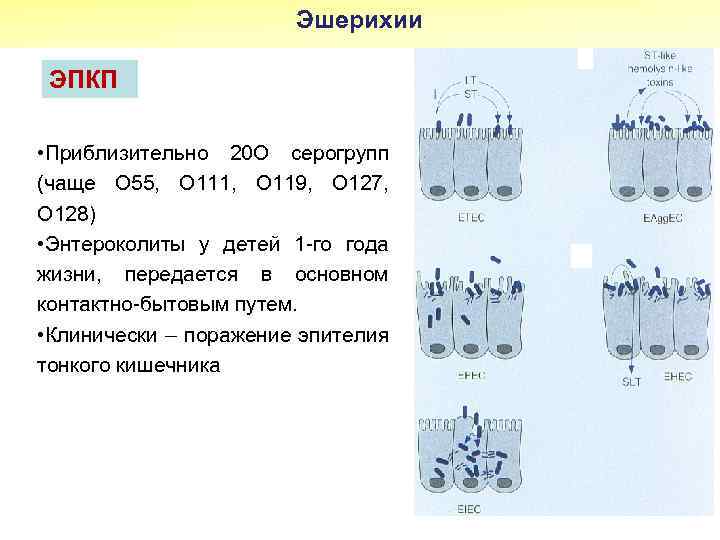 Эшерихии ЭПКП • Приблизительно 20 О серогрупп (чаще О 55, О 111, О 119,