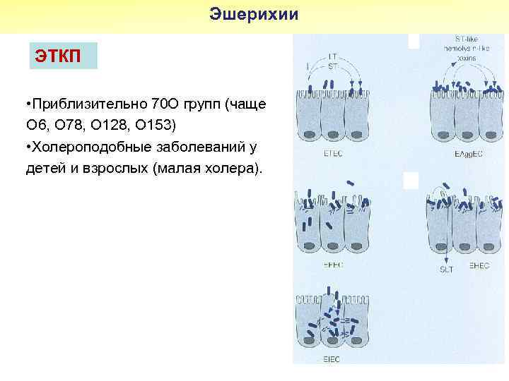 Эшерихии ЭТКП • Приблизительно 70 О групп (чаще О 6, О 78, О 128,