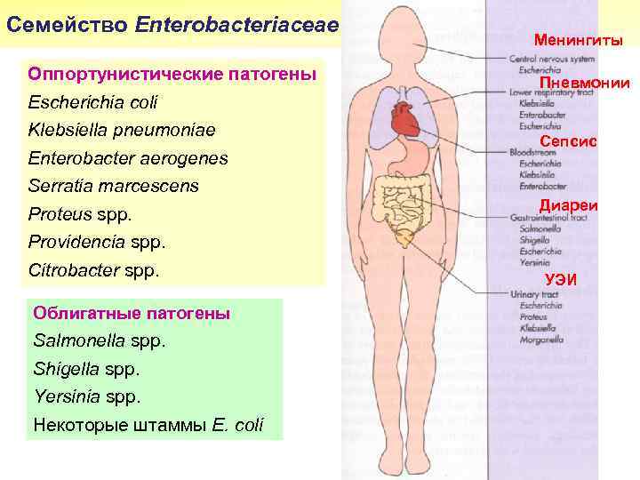 Семейство Enterobacteriaceae Оппортунистические патогены Escherichia coli Klebsiella pneumoniae Enterobacter aerogenes Serratia marcescens Proteus spp.
