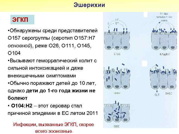 Эшерихии ЭГКП • Обнаружены среди представителей О 157 серогруппы (серотип О 157: Н 7