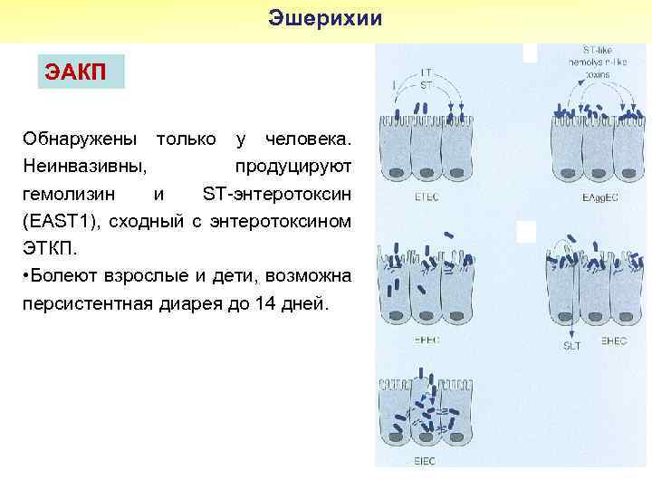 Эшерихии ЭАКП Обнаружены только у человека. Неинвазивны, продуцируют гемолизин и ST-энтеротоксин (EAST 1), сходный
