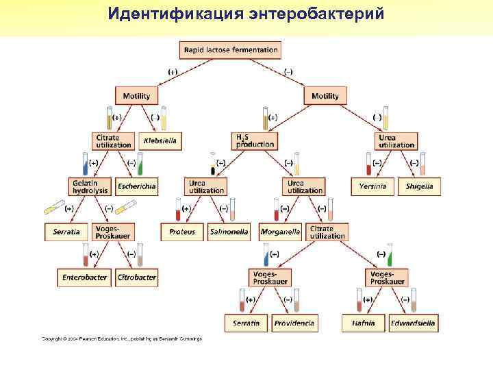 Идентификация энтеробактерий 