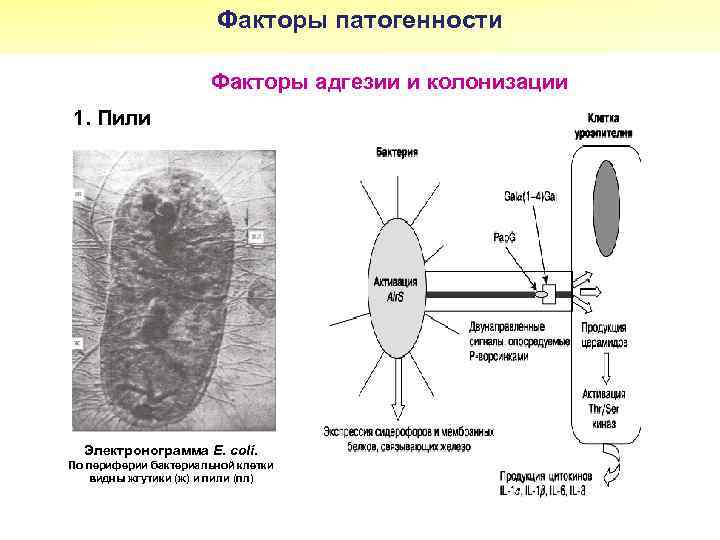 Факторы патогенности Факторы адгезии и колонизации 1. Пили Электронограмма E. coli. По периферии бактериальной