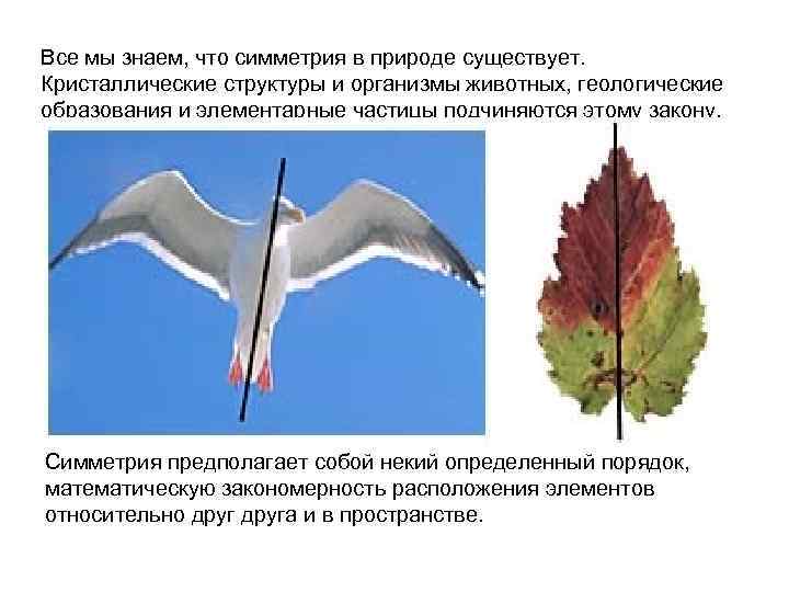 Все мы знаем, что симметрия в природе существует. Кристаллические структуры и организмы животных, геологические