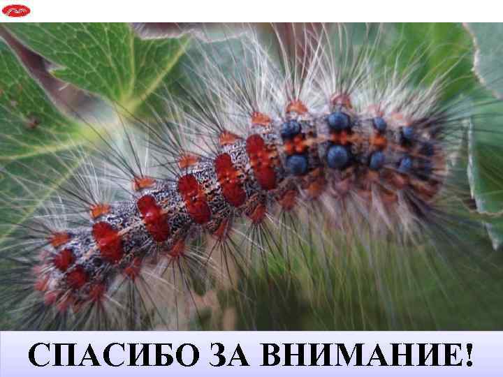 СПАСИБО ЗА ВНИМАНИЕ! 13 