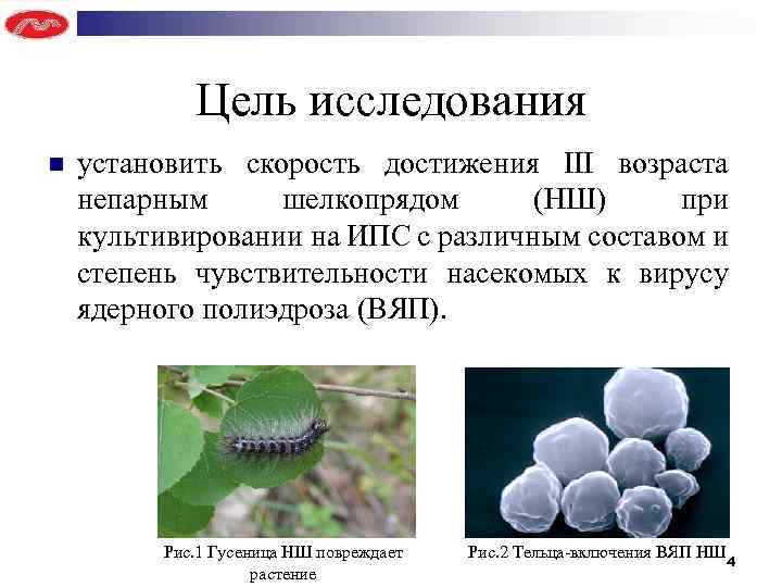 Цель исследования n установить скорость достижения III возраста непарным шелкопрядом (НШ) при культивировании на