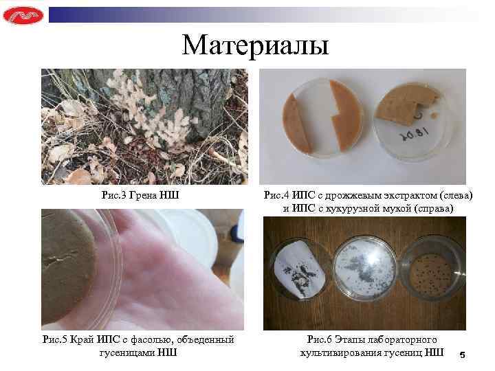 Материалы Рис. 3 Грена НШ Рис. 5 Край ИПС с фасолью, объеденный гусеницами НШ