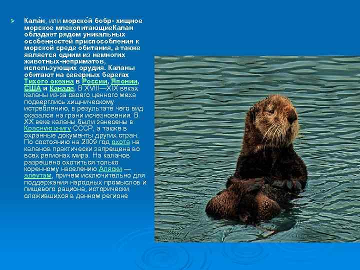 Ø Кала н, или морско й бобр- хищное морское млекопитающие. Калан обладает рядом уникальных