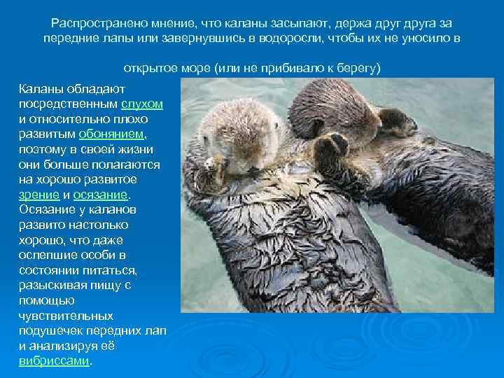 Распространено мнение, что каланы засыпают, держа друга за передние лапы или завернувшись в водоросли,