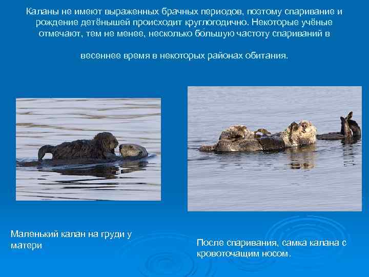 Каланы не имеют выраженных брачных периодов, поэтому спаривание и рождение детёнышей происходит круглогодично. Некоторые