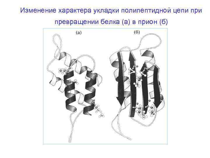 Изменение характера укладки полипептидной цепи превращении белка (а) в прион (б) 