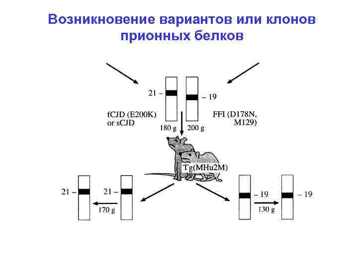 Возникновение вариантов или клонов прионных белков 