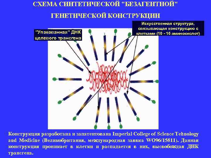 СХЕМА СИНТЕТИЧЕСКОЙ "БЕЗАГЕНТНОЙ" ГЕНЕТИЧЕСКОЙ КОНСТРУКЦИИ "Упакованная" ДНК целевого трансгена Искусственная структура, связывающая конструкцию с