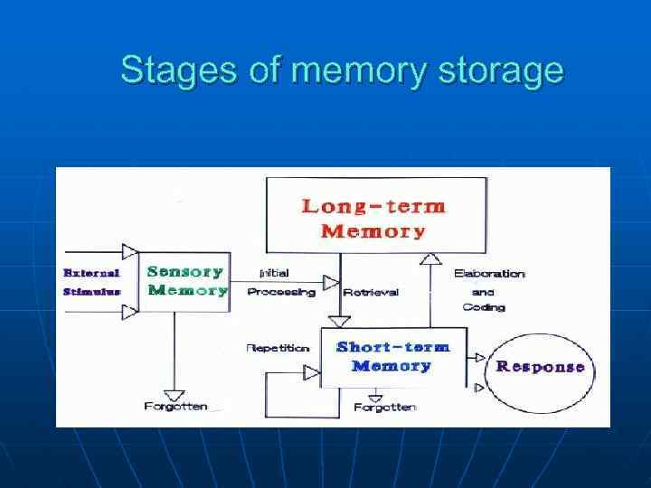 Stages of memory storage 