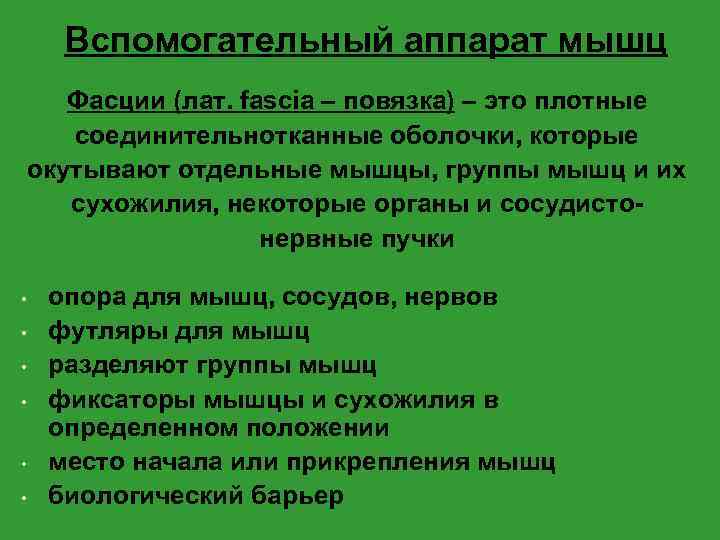 Вспомогательный аппарат мышц Фасции (лат. fascia – повязка) – это плотные соединительнотканные оболочки, которые