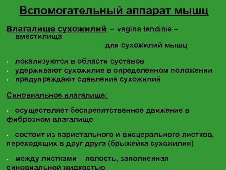 Вспомогательный аппарат мышц Влагалище сухожилий – vagina tendinis – вместилища для сухожилий мышц •