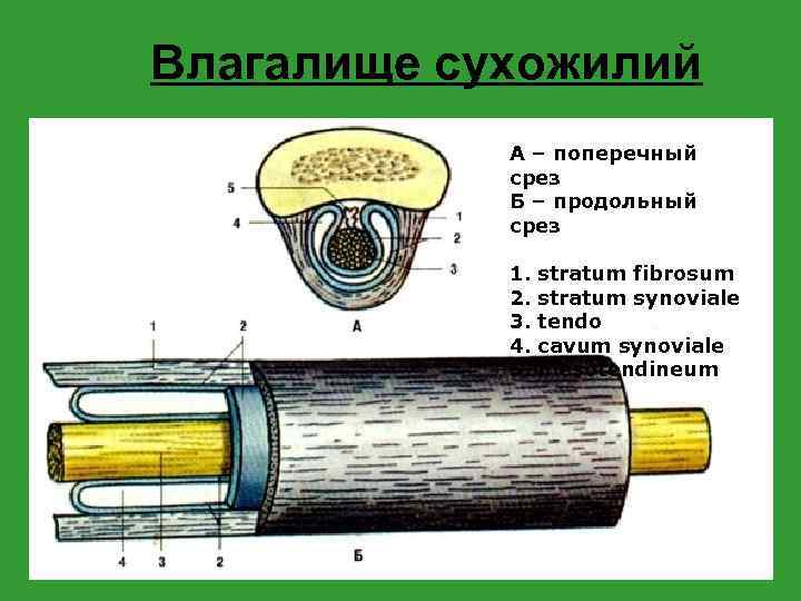 Влагалище сухожилий А – поперечный срез Б – продольный срез 1. 2. 3. 4.