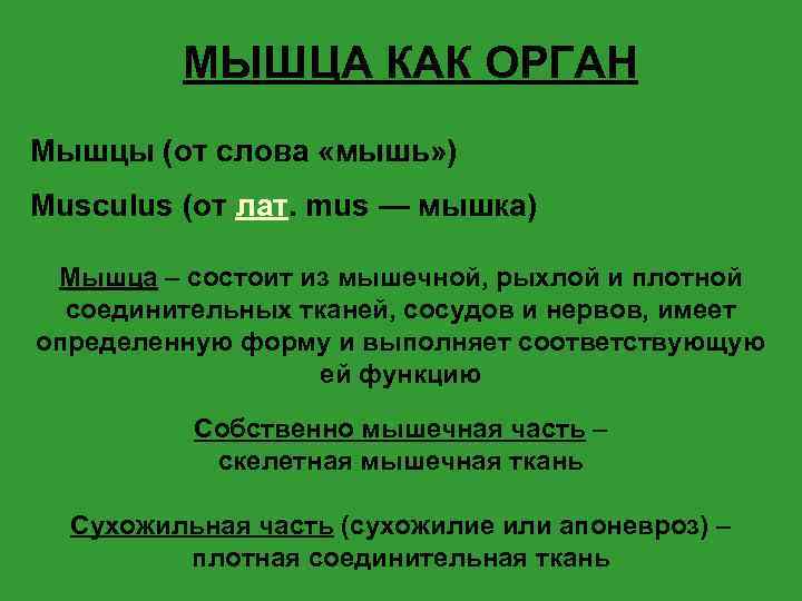 МЫШЦА КАК ОРГАН Мышцы (от слова «мышь» ) Musculus (от лат. mus — мышка)