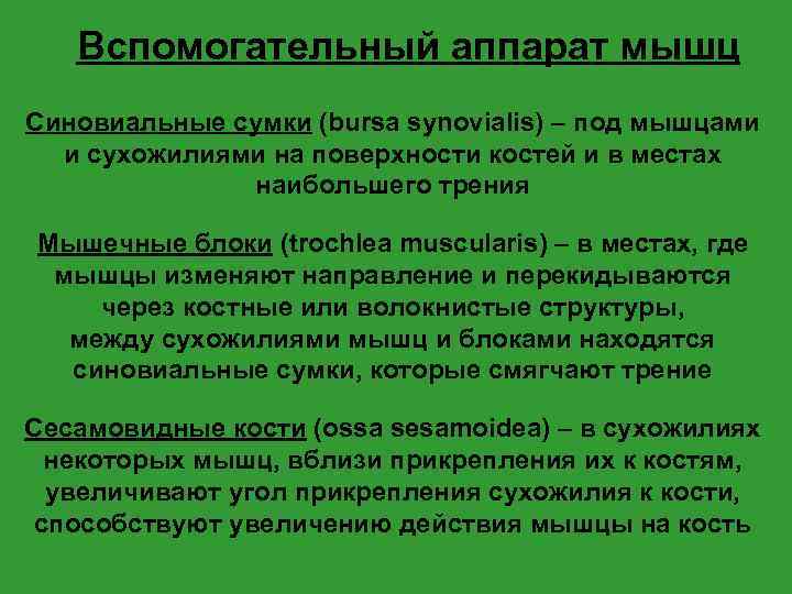 Вспомогательный аппарат мышц Синовиальные сумки (bursa synovialis) – под мышцами и сухожилиями на поверхности
