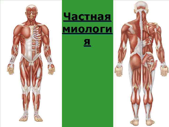 Частная миологи я 