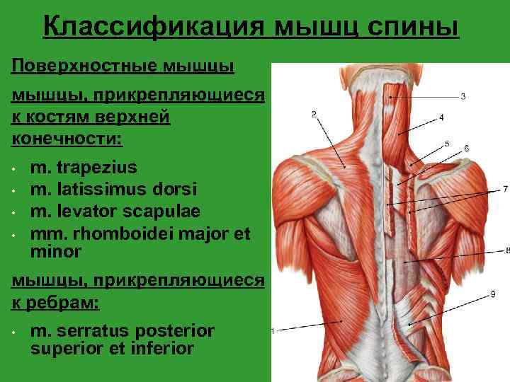 Классификация мышц спины Поверхностные мышцы, прикрепляющиеся к костям верхней конечности: • • m. trapezius