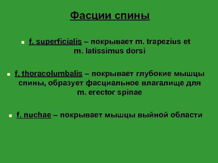Фасции спины n n n f. superficialis – покрывает m. trapezius et m. latissimus