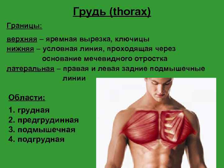 Грудь (thorax) Границы: верхняя – яремная вырезка, ключицы нижняя – условная линия, проходящая через