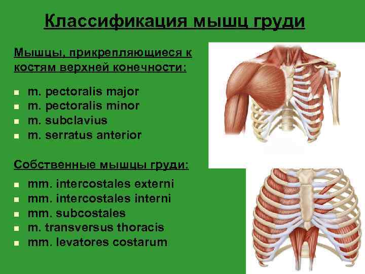 Классификация мышц груди Мышцы, прикрепляющиеся к костям верхней конечности: n n m. pectoralis major
