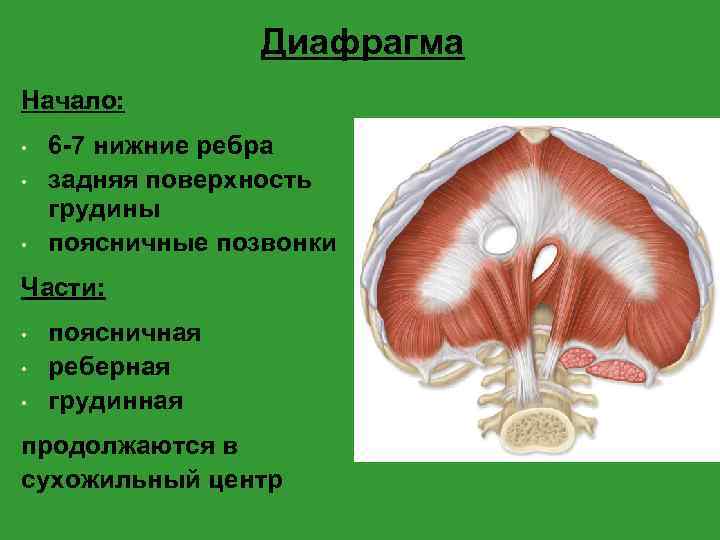 Диафрагма Начало: • • • 6 -7 нижние ребра задняя поверхность грудины поясничные позвонки