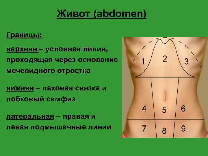 Живот (abdomen) Границы: верхняя – условная линия, проходящая через основание мечевидного отростка нижняя –