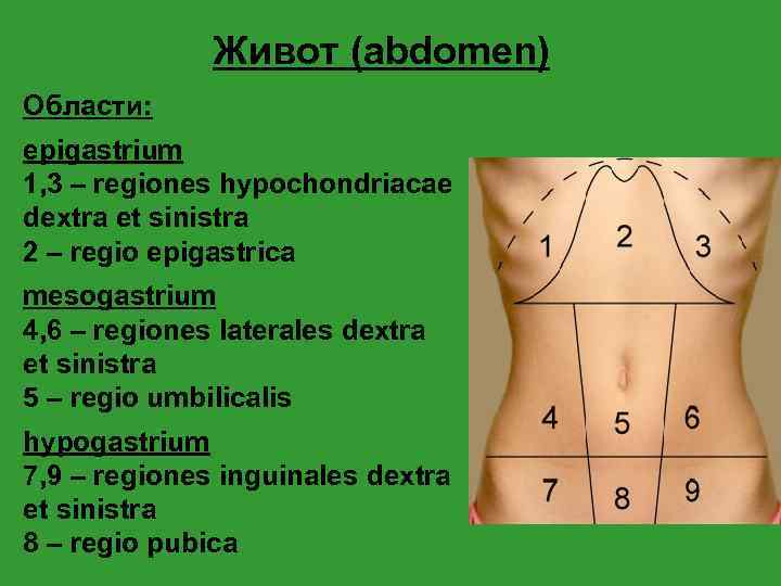 Живот (abdomen) Области: epigastrium 1, 3 – regiones hypochondriacae dextra et sinistra 2 –