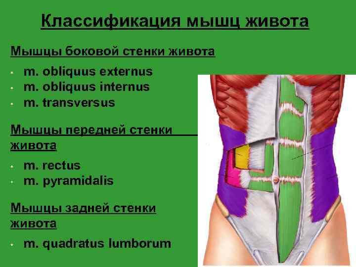 Классификация мышц живота Мышцы боковой стенки живота • • • m. obliquus externus m.